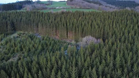 Forest on mountain Stock Photos