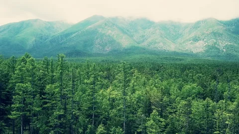Forest up to the mountain range - Crane reveal shot from a low angle up to the Stock Footage 196276550
