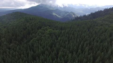 Forest on a mountain ridge. Aerial shoot Stock Footage 73172016