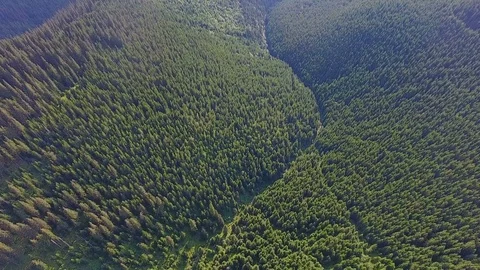 Forest on mountain ridges. Aerial view Stock Footage 79996629