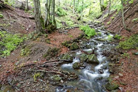 Forest mountain river on a clear sunny day. Stock Photos
