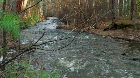 A forest mountain river with a fast current. Beautiful natural landscape. Stock Footage 307670015