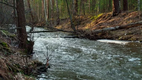 A forest mountain river with a fast current. Beautiful natural landscape. Stock Footage 307670016