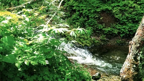 Forest mountain river Stock Footage 73871450