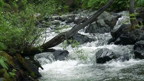 Forest mountain river Stock Footage 73871477