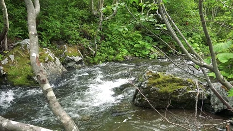 Forest mountain river Stock Footage 73871538