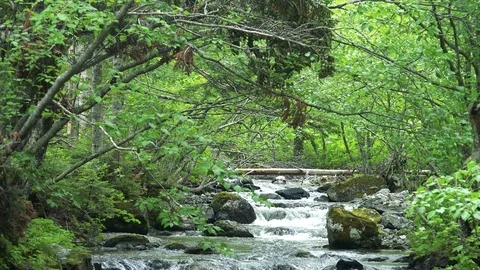 Forest mountain river Stock Footage 73871544