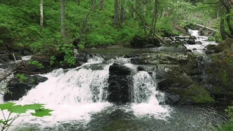 Forest mountain river Stock Footage 73871600
