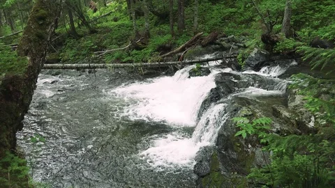 Forest mountain river Stock Footage 73871614