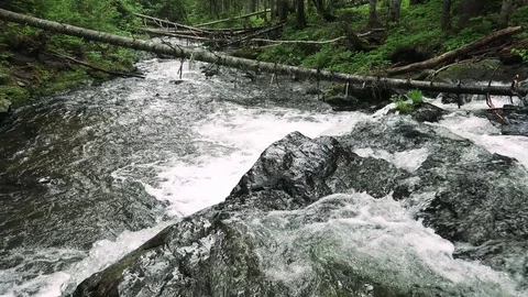 Forest mountain river Stock Footage 73871701