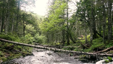 Forest mountain river Stock Footage 73871720