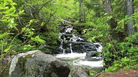 Forest mountain river Stock Footage 73871793