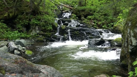 Forest mountain river Stock Footage 73871808