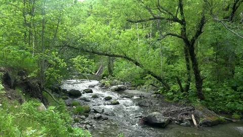 Forest mountain river Stock Footage 73871866