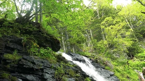 Forest mountain river Stock Footage 73871873