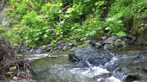 Forest mountain river Stock Footage 73871928