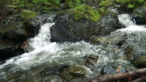 Forest mountain river Stock Footage 73871944
