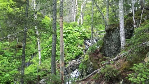 Forest mountain river Stock Footage 73871971