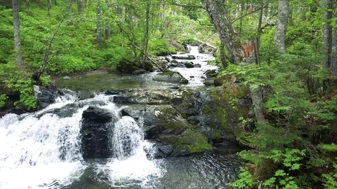 Forest mountain river Stock Footage 73871988