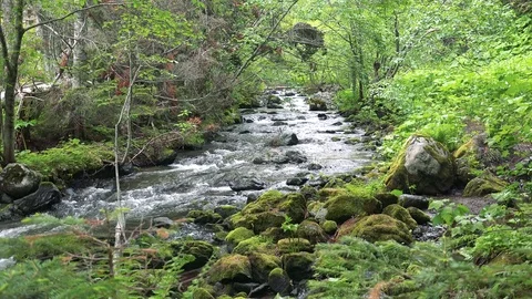 Forest mountain river Stock Footage 73872000