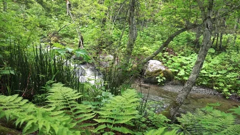 Forest mountain river Stock Footage 73872087