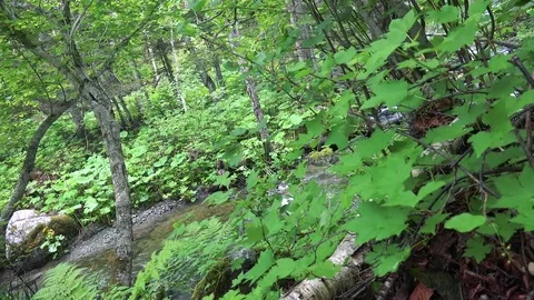 Forest mountain river Stock Footage 73872106