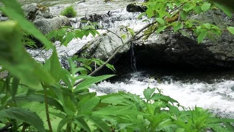 Forest mountain river Stock Footage 73872134
