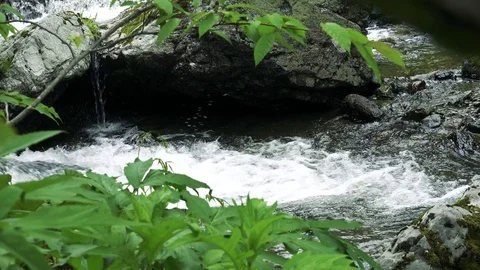 Forest mountain river Stock Footage 73872151