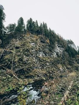 Forest on Mountain Slope with Fallen Debris Stock Photos