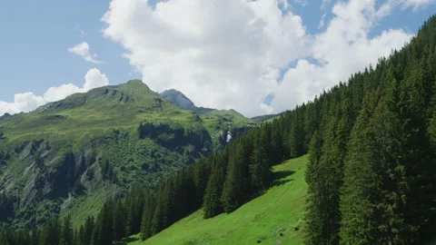 Forest on a mountain slope Stock Footage 219703952