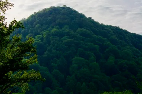 Forest mountain slope in a low cloud with evergreen coniferous trees, in a .. Stock Photos
