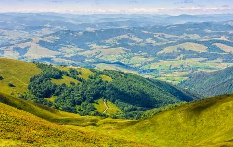 Forest on a mountain slope Stock Photos