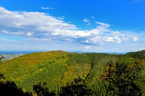 Forest on a mountain slope Stock Photos