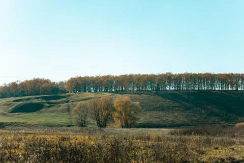 Forest on the mountain in spring Stock Photos