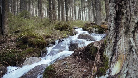 Forest mountain stream. Coniferous forest in the mountains. Stock Footage 109390363