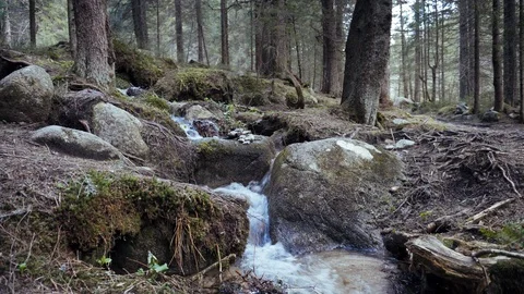 Forest mountain stream. Coniferous forest in the mountains. Stock Footage 109390428