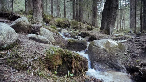 Forest mountain stream. Coniferous forest in the mountains. Stock Footage 109390429