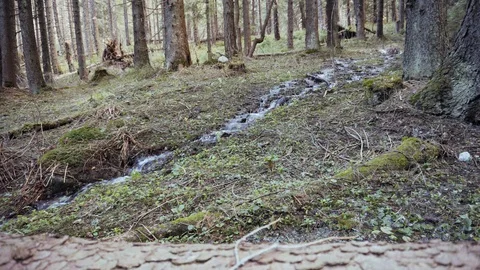 Forest mountain stream. Fallen tree. Coniferous forest in the mountains. Video stock 109390196