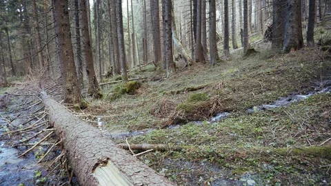 Forest mountain stream. Fallen tree. Coniferous forest in the mountains. Stock Footage 109390316