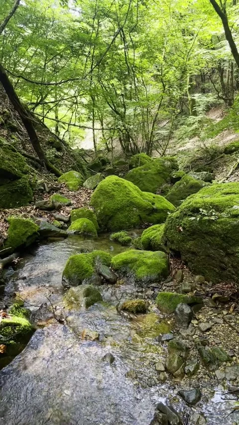 Forest Mountain Stream Flowing Over Mossy Rocks in Lush Green Woodland Stock Footage 332839238
