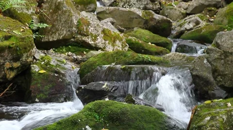 Forest mountain stream Stock Footage 8652409