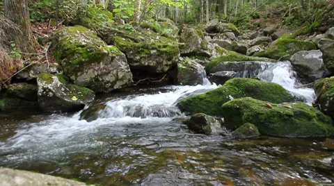 Forest mountain stream Stock Footage 8652449