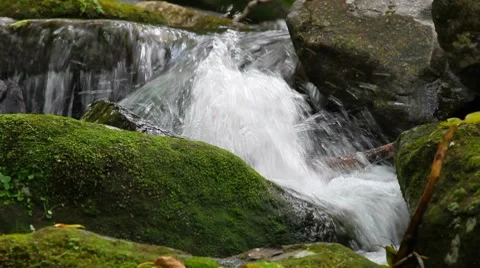 Forest mountain stream Stock Footage 8652516