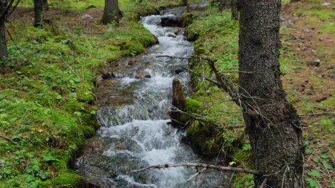 Forest mountain stream. Stock Footage 221246930