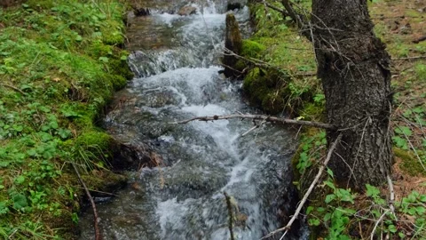 Forest mountain stream. Stockbeeldmateriaal 223075359