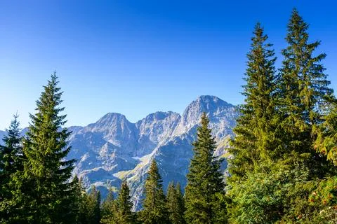 Forest on mountain in summer Stock Photos