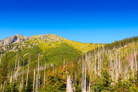 Forest on mountain in summer Stock Photos