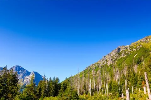 Forest on mountain in summer Stock Photos