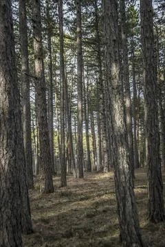 Forest on the mountain of Tara Stock Photos