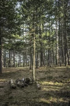 Forest on the mountain of Tara Stock Photos